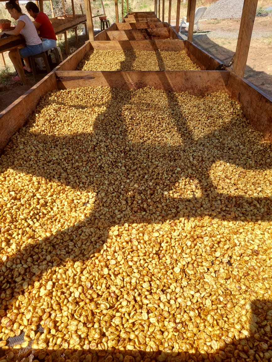 Guatemala - Jose Corado - Honey catuai