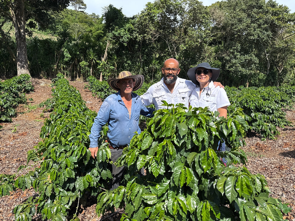 Fra Hacienda El Guarsin til koppen din: Historien bak Corado Coffee Roasters