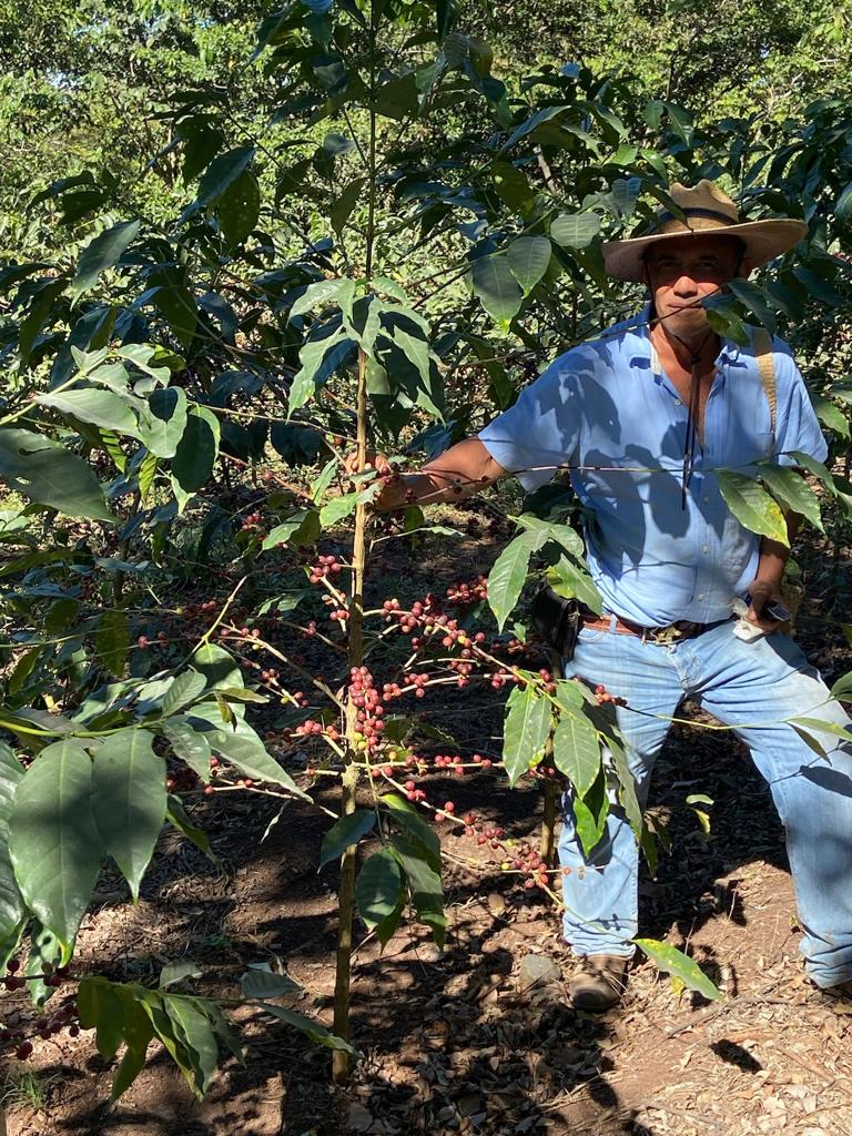 Guatemala - Jose Corado Bærtørket Typica (espresso)