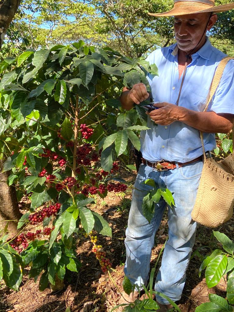 Guatemala - Jose Corado Bourbon